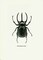 Beetle Black Poster Print by GraphINC - Item # VARPDXIN318892